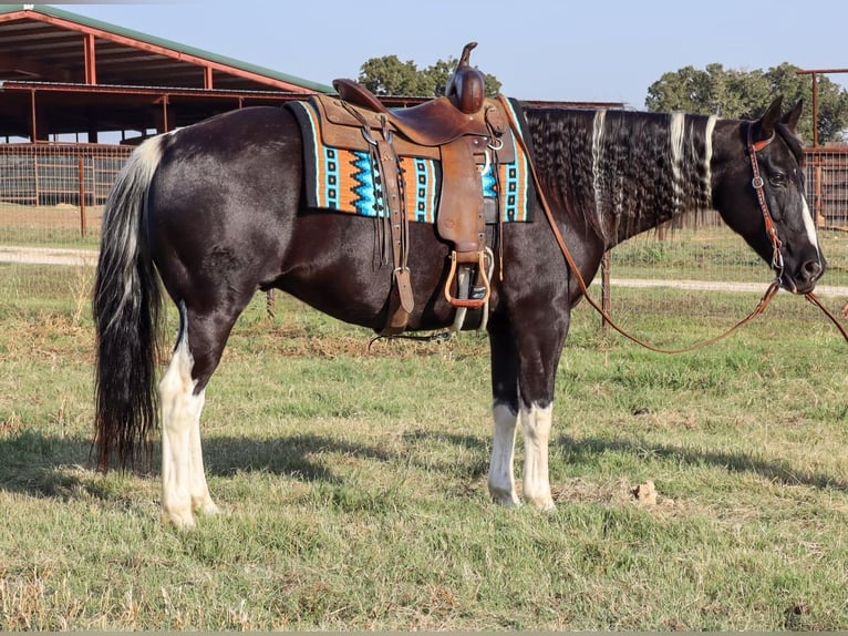 American Quarter Horse Gelding 13 years Tobiano-all-colors in Keene TX