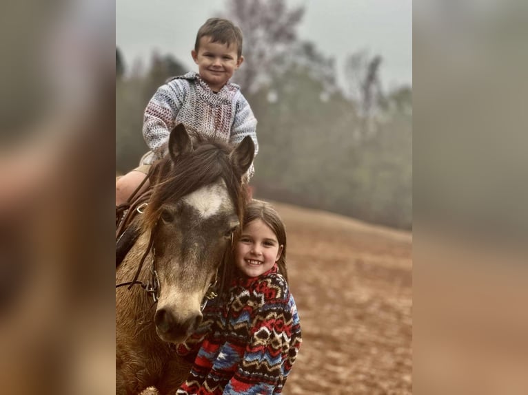 American Quarter Horse Gelding 14 years 12 hh Buckskin in Brierfield AL