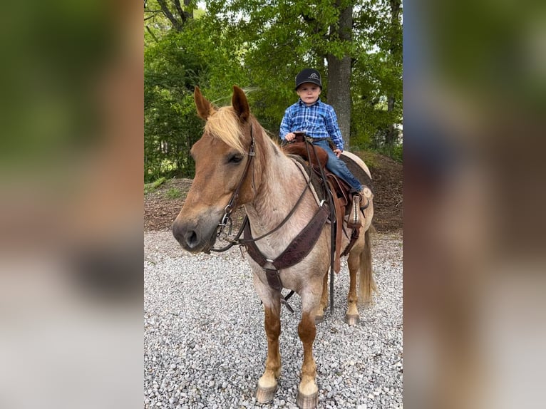 American Quarter Horse Gelding 14 years 13,2 hh Roan-Red in Brierfield Al