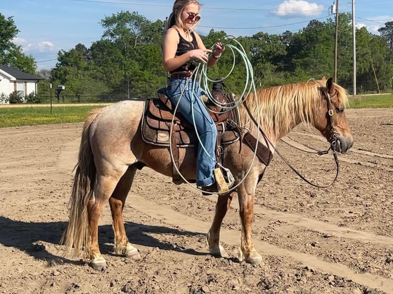 American Quarter Horse Gelding 14 years 13,2 hh Roan-Red in Brierfield Al