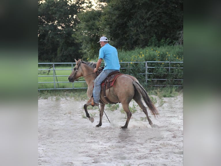 American Quarter Horse Gelding 14 years 13,3 hh Buckskin in Slocum TX
