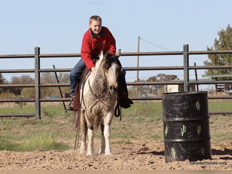 American Quarter Horse Gelding 14 years 13,2 hh Tobiano-all-colors in Weatherford TX