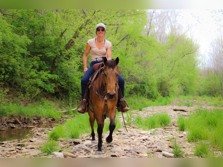 American Quarter Horse Gelding 14 years 14,1 hh Buckskin in Hillsboro KY