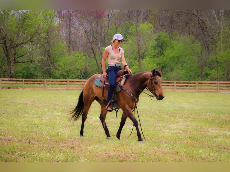 American Quarter Horse Gelding 14 years 14,1 hh Buckskin in Hillsboro KY