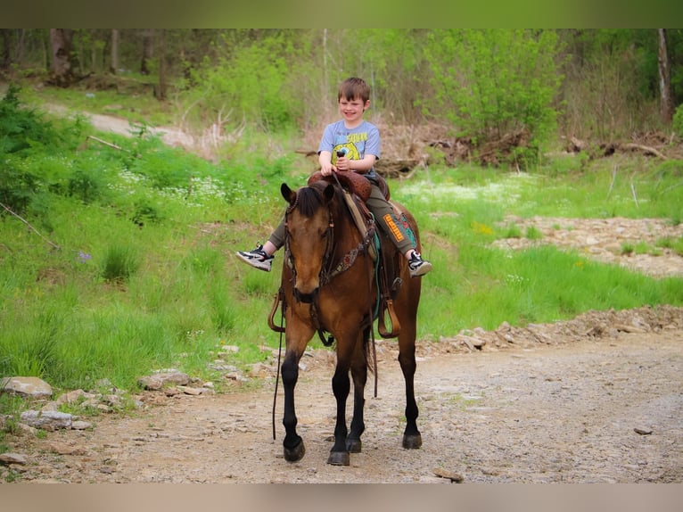 American Quarter Horse Gelding 14 years 14,1 hh Buckskin in Hillsboro KY