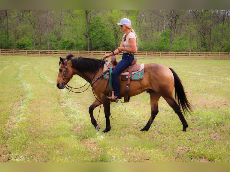 American Quarter Horse Gelding 14 years 14,1 hh Buckskin in Hillsboro KY