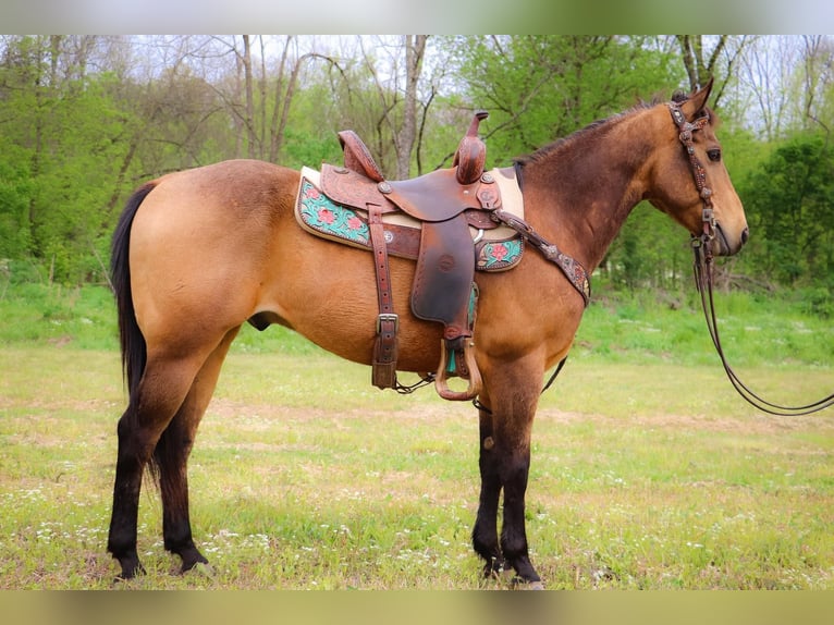 American Quarter Horse Gelding 14 years 14,1 hh Buckskin in Hillsboro KY