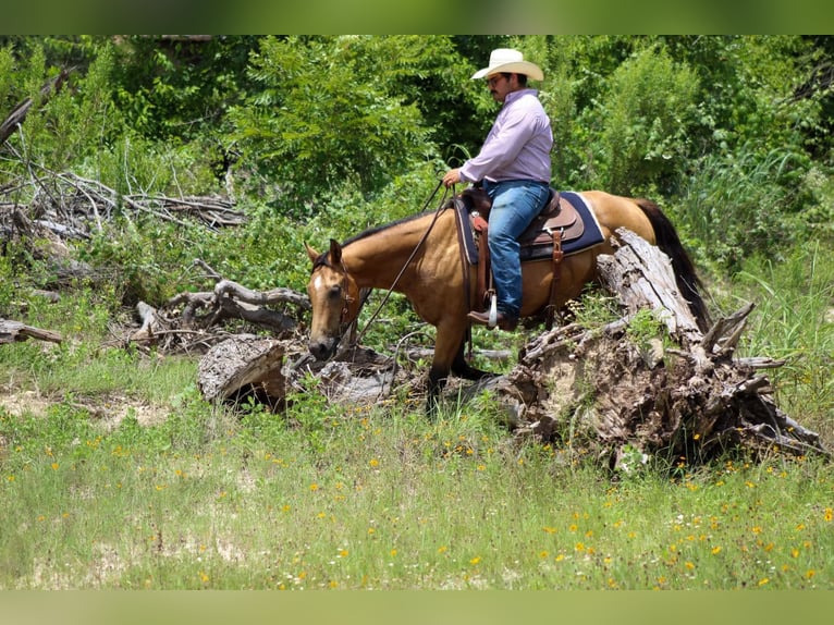 American Quarter Horse Gelding 14 years 14,1 hh Buckskin in Stephenville TX