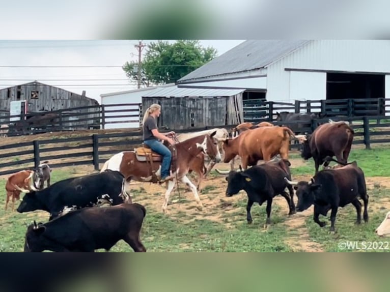 American Quarter Horse Gelding 14 years 14,1 hh Chestnut in Brooksville KY