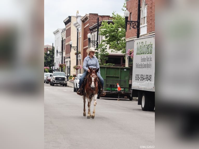 American Quarter Horse Gelding 14 years 14,1 hh Chestnut in Brooksville KY