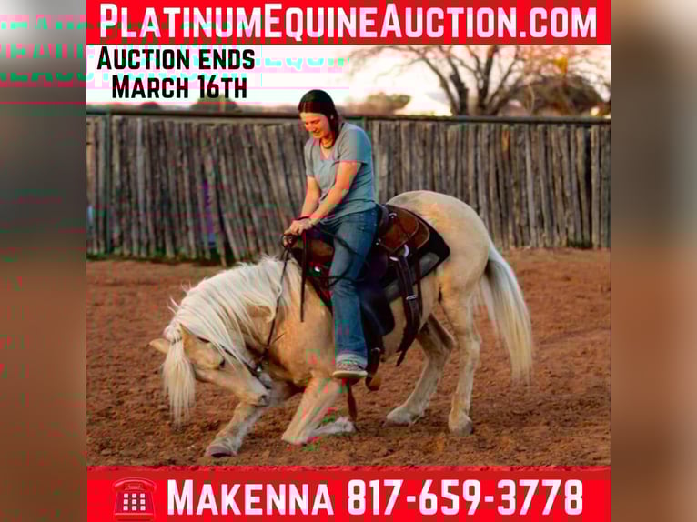 American Quarter Horse Gelding 14 years 14,1 hh Palomino in Lipan TX