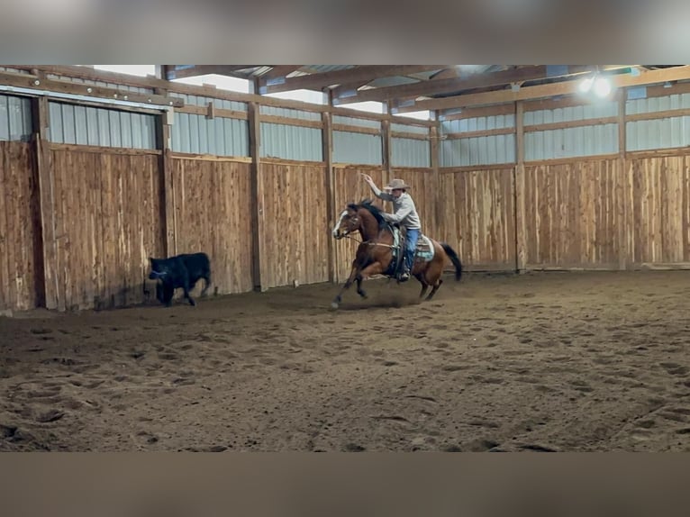 American Quarter Horse Gelding 14 years 14,2 hh Bay in Valley Springs, SD
