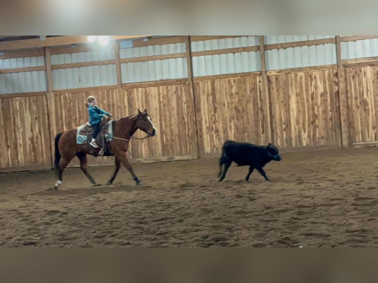American Quarter Horse Gelding 14 years 14,2 hh Bay in Valley Springs, SD