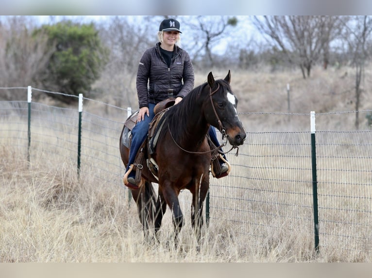 American Quarter Horse Gelding 14 years 14.2 hh Bay in Mineral Wells