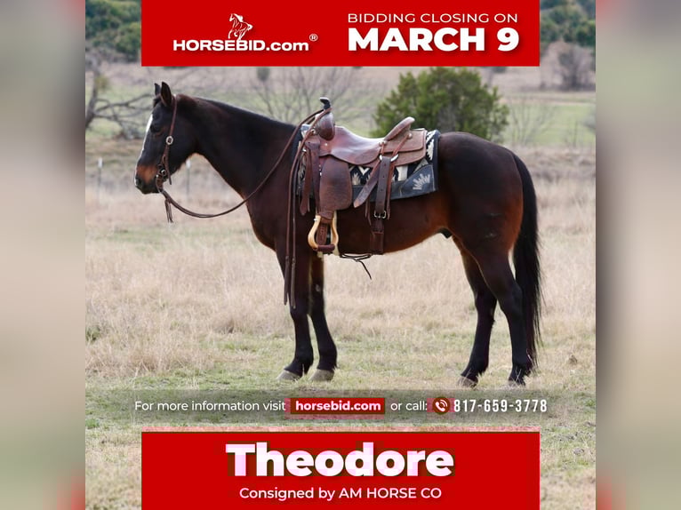 American Quarter Horse Gelding 14 years 14.2 hh Bay in Mineral Wells