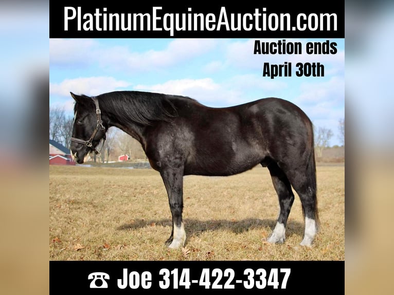 American Quarter Horse Gelding 14 years 14,2 hh Black in MO