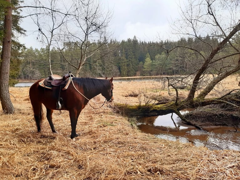 American Quarter Horse Gelding 14 years 14.2 hh Brown in Raabs an der Thaya