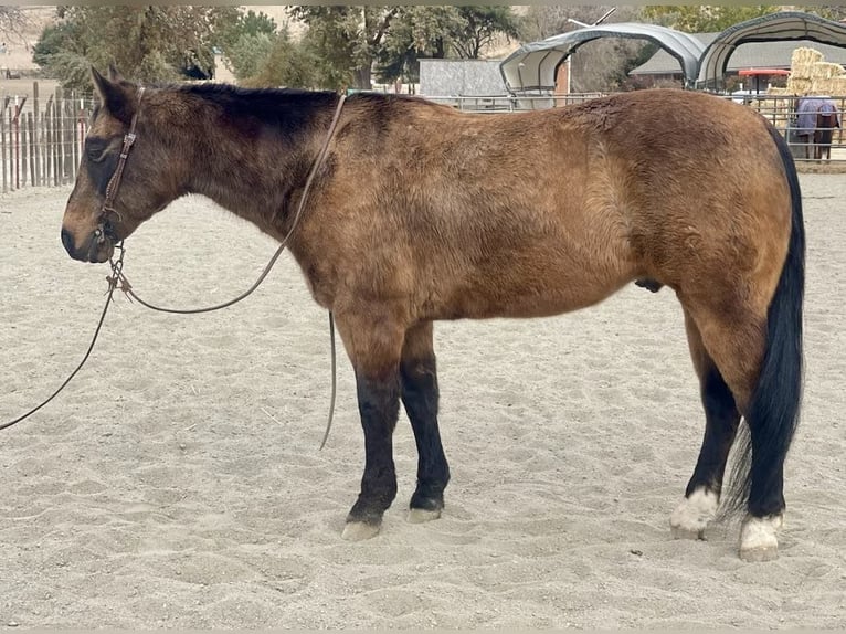 American Quarter Horse Gelding 14 years 14,2 hh Buckskin in Bitterwater CA