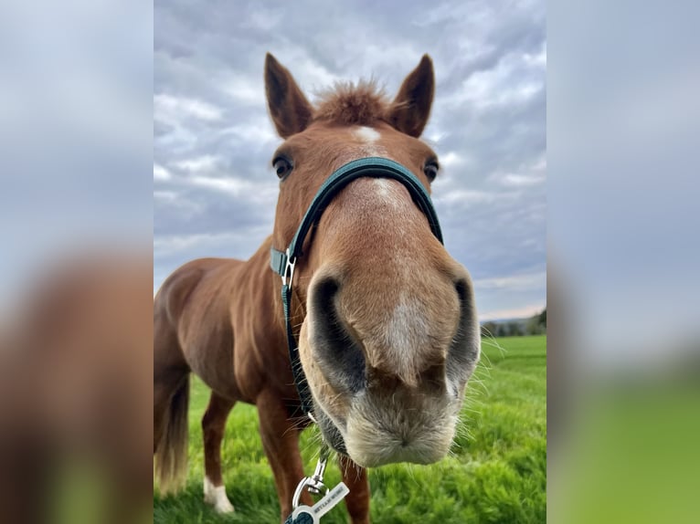 American Quarter Horse Mix Gelding 14 years 14,2 hh Chestnut-Red in Sankt Goar