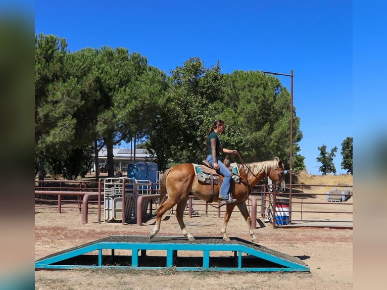 American Quarter Horse Gelding 14 years 14,2 hh Chestnut in Pleasant Grove CA