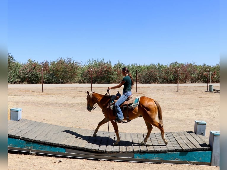 American Quarter Horse Gelding 14 years 14,2 hh Chestnut in Pleasant Grove CA