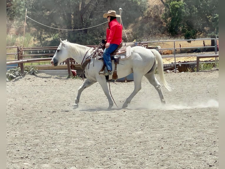 American Quarter Horse Gelding 14 years 14,2 hh Gray in Paso Robles CA