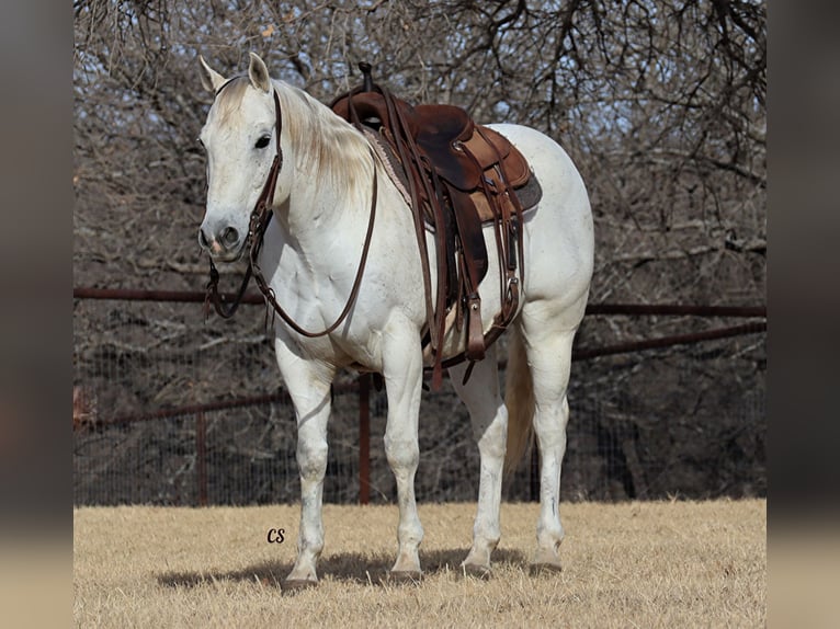 American Quarter Horse Gelding 14 years 14,2 hh Gray in Jacksboro, TX