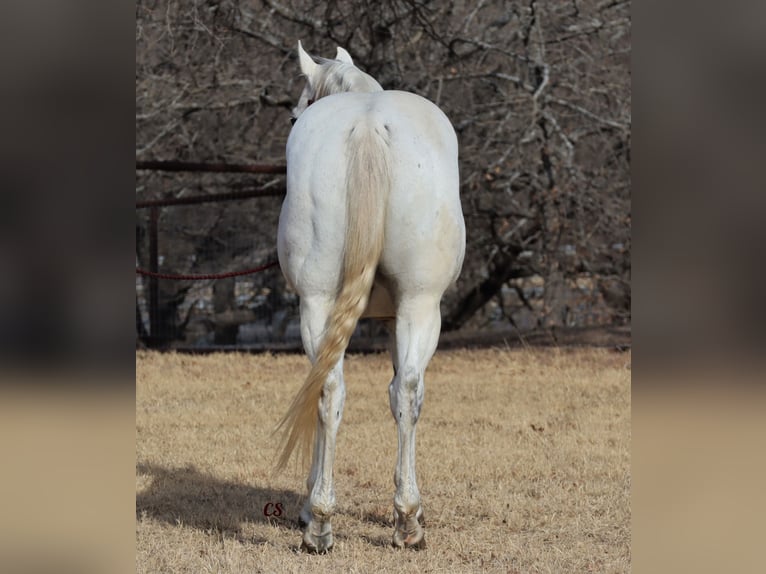 American Quarter Horse Gelding 14 years 14,2 hh Gray in Jacksboro, TX