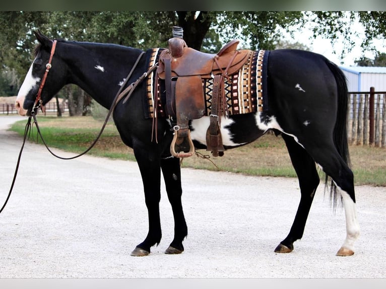 American Quarter Horse Gelding 14 years 14,2 hh Overo-all-colors in Weatherford TX