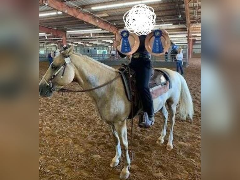 American Quarter Horse Gelding 14 years 14,2 hh Palomino in Jefferson
