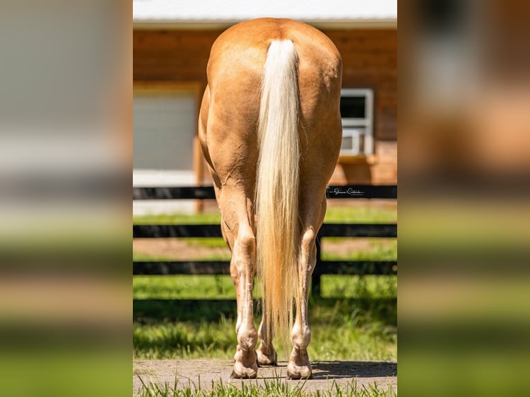 American Quarter Horse Gelding 14 years 14,2 hh Palomino in Brooksville, FL