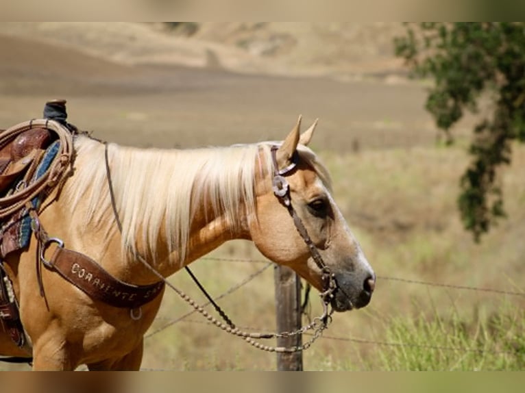 American Quarter Horse Gelding 14 years 14.2 hh Palomino in King City
