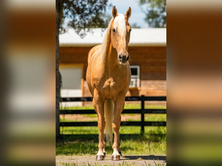 American Quarter Horse Gelding 14 years 14,2 hh Palomino in Brooksville FL