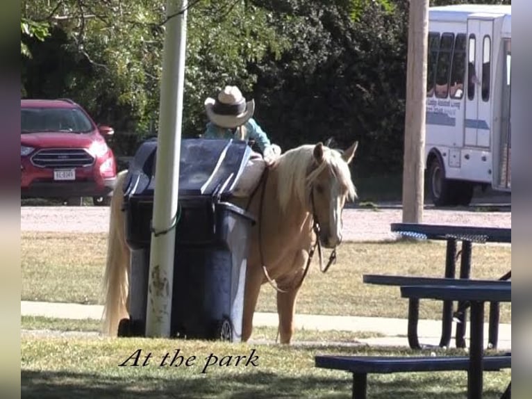 American Quarter Horse Gelding 14 years 14,2 hh Palomino in Rushville, NE