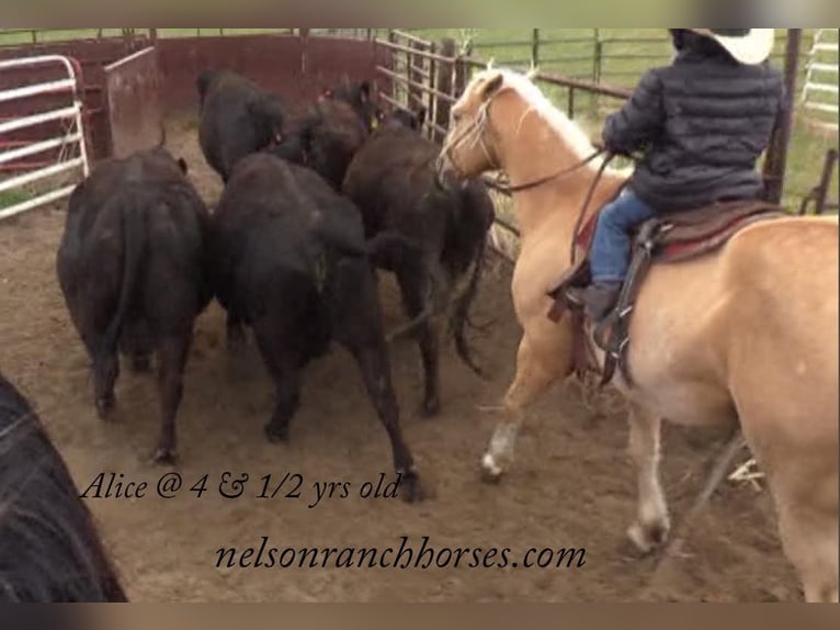 American Quarter Horse Gelding 14 years 14,2 hh Palomino in Rushville, NE