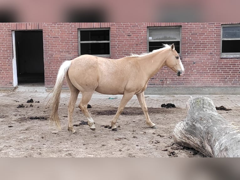 American Quarter Horse Gelding 14 years 14,2 hh Palomino in Neumünster