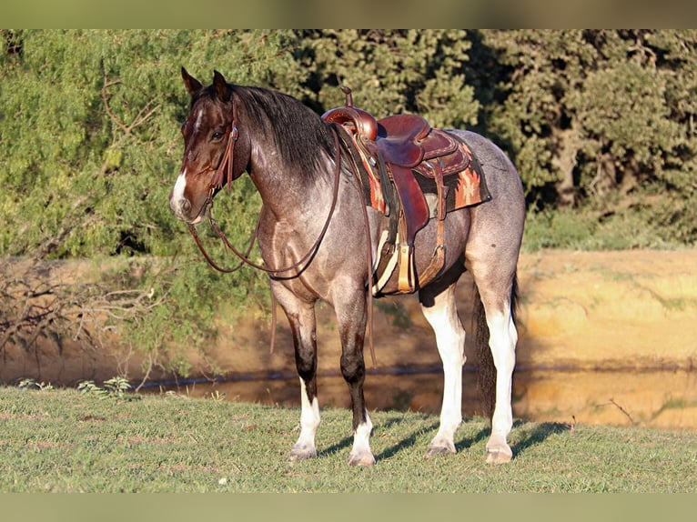 American Quarter Horse Gelding 14 years 14,2 hh Roan-Bay in Cleburne tx