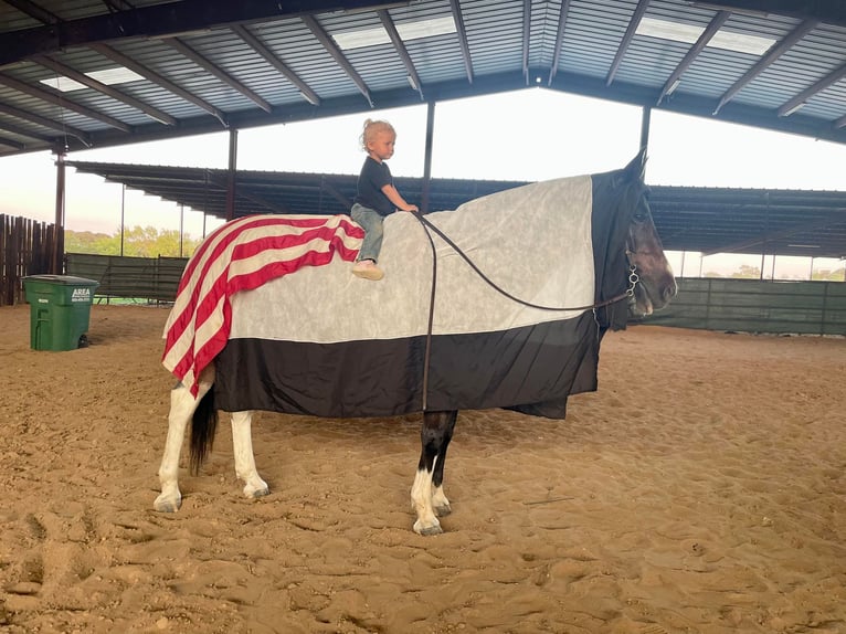 American Quarter Horse Gelding 14 years 14,2 hh Roan-Bay in Cleburne tx