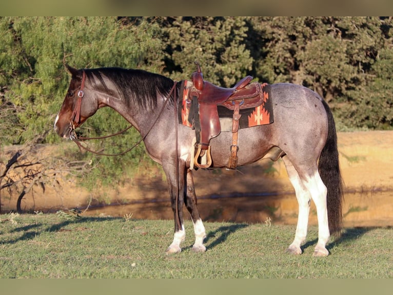 American Quarter Horse Gelding 14 years 14,2 hh Roan-Bay in Cleburne tx