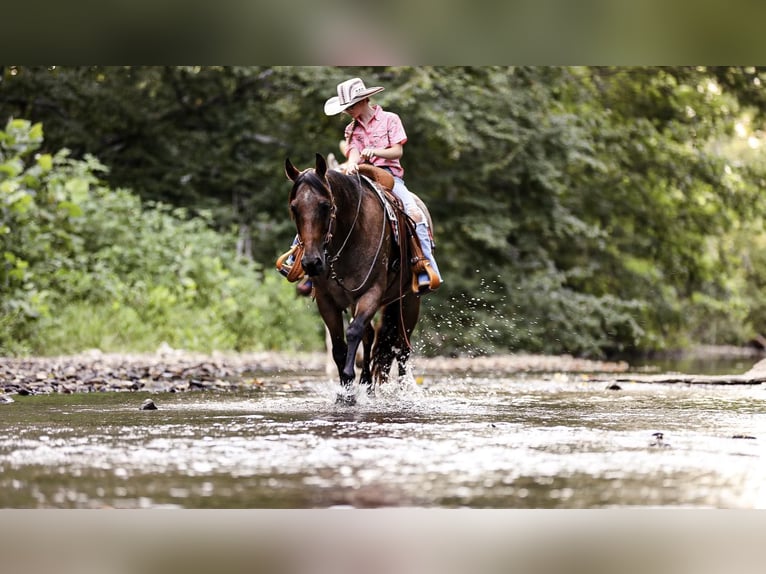 American Quarter Horse Gelding 14 years 14,2 hh Roan-Bay in Mt Hope Al