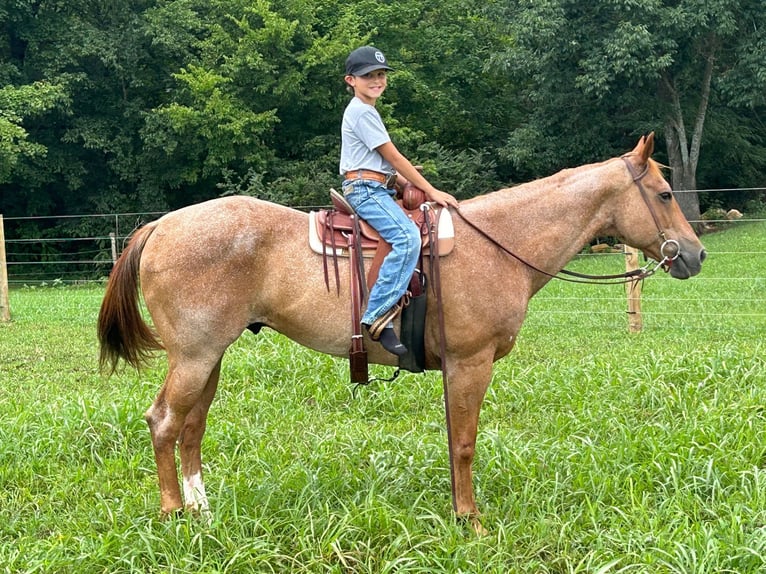 American Quarter Horse Gelding 14 years 14,2 hh Roan-Red in Auburn Ky
