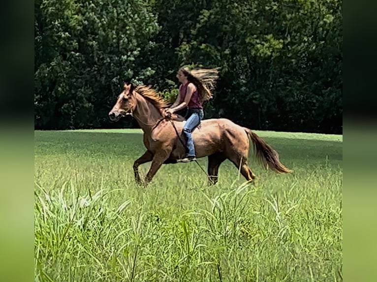 American Quarter Horse Gelding 14 years 14,2 hh Roan-Red in Auburn Ky