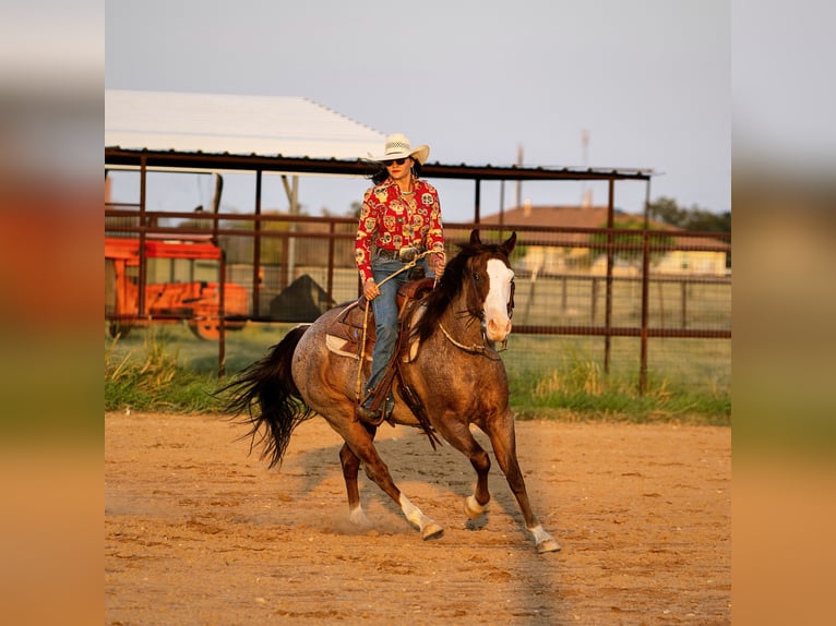 American Quarter Horse Gelding 14 years 14,2 hh Roan-Red in Georgetown, TX