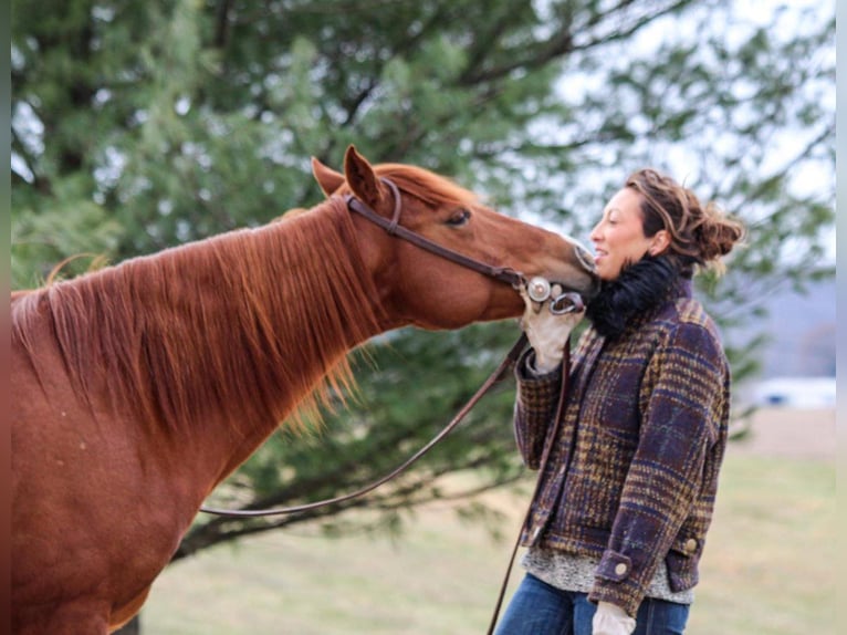 American Quarter Horse Gelding 14 years 14,2 hh Sorrel in HARDINSBURG IN