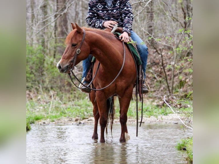 American Quarter Horse Gelding 14 years 14,2 hh Sorrel in HARDINSBURG IN