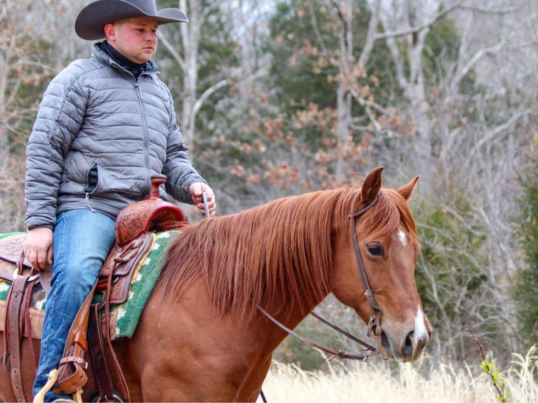 American Quarter Horse Gelding 14 years 14,2 hh Sorrel in HARDINSBURG IN