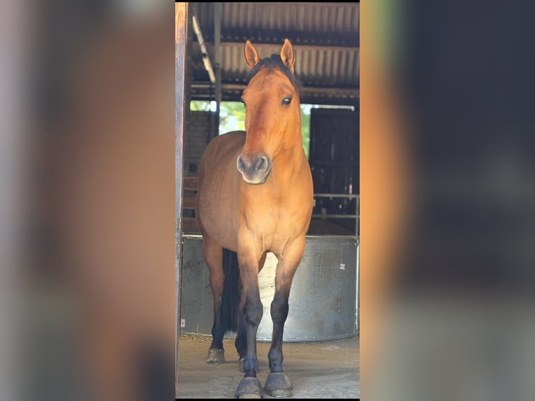 American Quarter Horse Gelding 14 years 14.2 hh  in Haltern am See