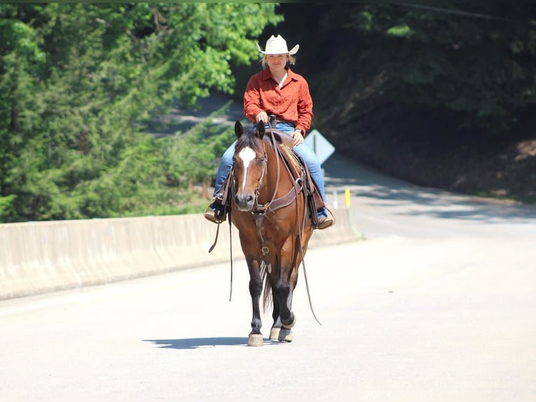 American Quarter Horse Gelding 14 years 14,3 hh Bay in Clarion, PA