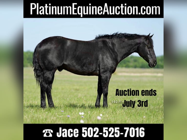 American Quarter Horse Gelding 14 years 14,3 hh Black in waco TX