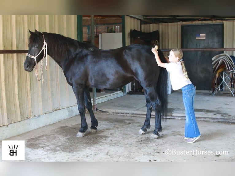 American Quarter Horse Gelding 14 years 14,3 hh Black in Weatherford TX